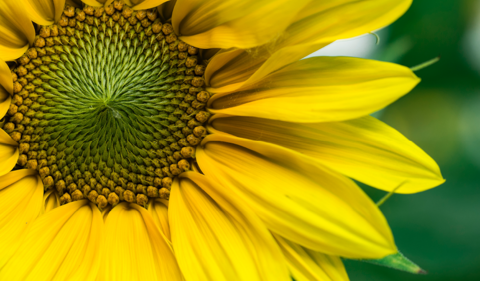 Sonnenblume